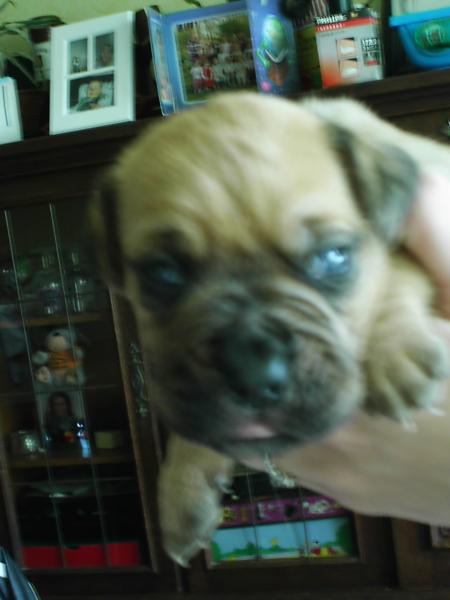 voici Ares mon frere