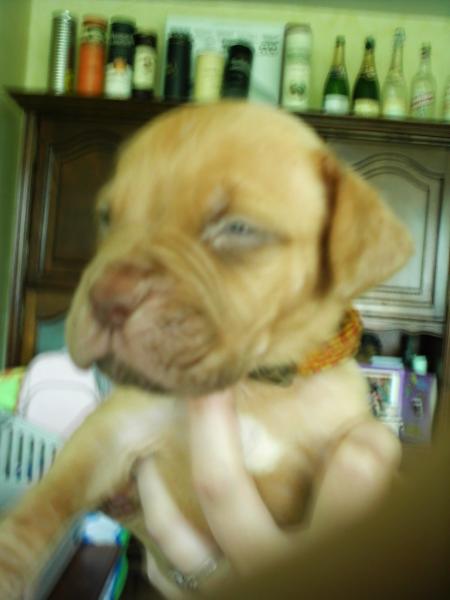 mon autre frere Bacchus