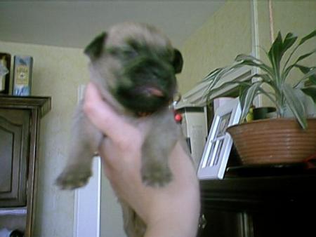 Capone un frere !!!!!!!
