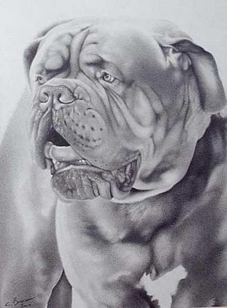 Le Dogue de Bordeaux