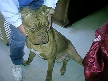 Papa Hooch
